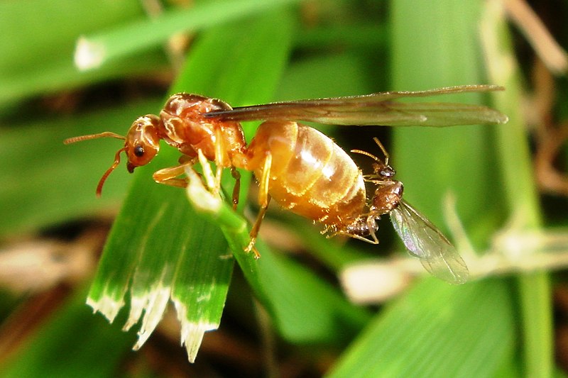 File:FlyingAnts.jpg