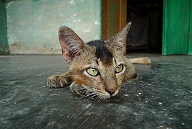 Domestic Cat from Bali