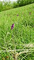 Anacamptis morio Germany - Ebringen