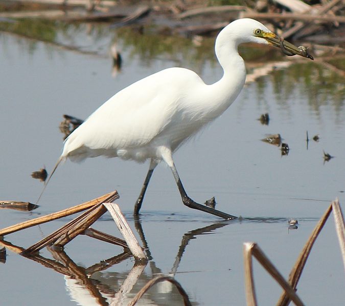 File:Egretta intermedia.JPG