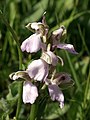 Anacamptis morio Germany - Saarland