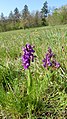 Anacamptis morio Germany - Waldbronn/Etzenrot