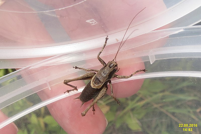 File:Bush cricket (PL) (32721243085).jpg