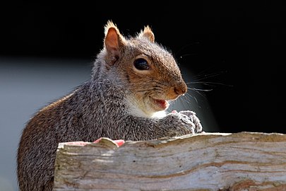 Grey squirrel Sciurus carolinensis