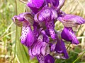 Anacamptis morio Germany - Ittersbach