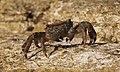 7 Crab (Pachygrapsus marmoratus) uploaded by PetarM, nominated by PetarM