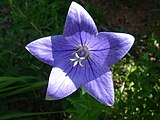 Campanula carpatica, blue clips