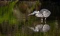 6 Grey heron 2015-08-27 uploaded by Laitche, nominated by Laitche