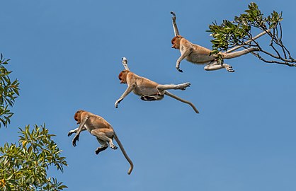 Proboscis monkey Nasalis larvatus ♂