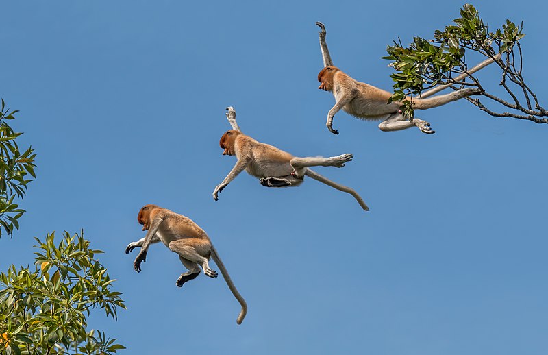 File:Proboscis monkey (Nasalis larvatus) composite.jpg