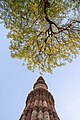 * Nomination Qutb Minar in the evening seen along with Neem TreeThis place is a UNESCO World Heritage Site under the reference 233.I, the copyright holder of this work, hereby publish it under the following license:This image was uploaded as part of Wiki Loves Monuments 2024. By User:Shikhers --Sumitsurai 03:12, 18 October 2024 (UTC) * Promotion  Support Good quality. --FlocciNivis 14:35, 24 October 2024 (UTC)  Support Good quality. --WikiLucas00 07:20, 25 October 2024 (UTC)