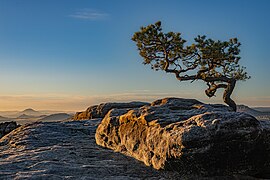 T meltzer - Lilienstein im Elbsandsteingebirge