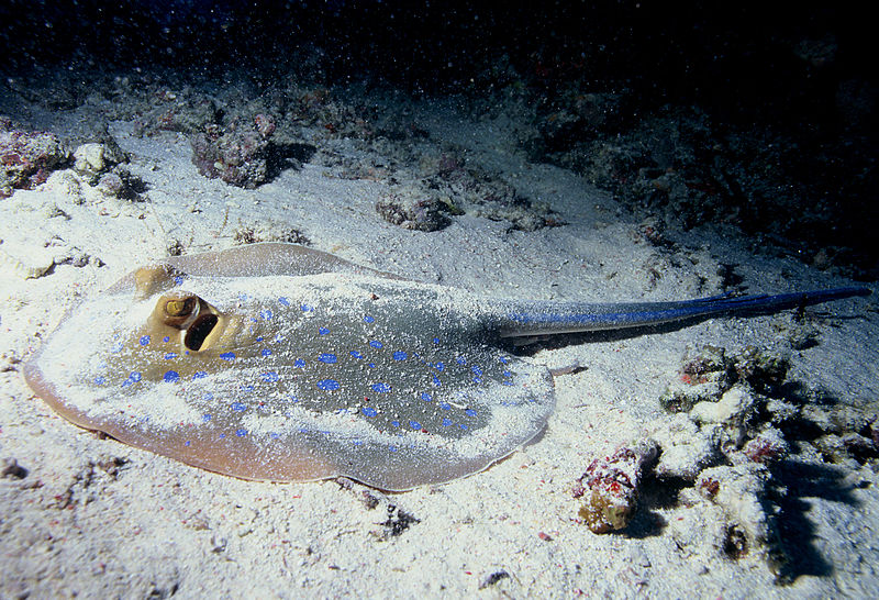 File:Stingray.jpg