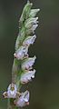 Goodyera oblongifolia