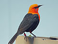 English: Scarlet-headed Blackbird (Amblyramphus holosericeus, cat.)