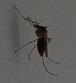 mosquito silhouette