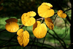 Virginia Roundleaf Birch Betula uber leaves.