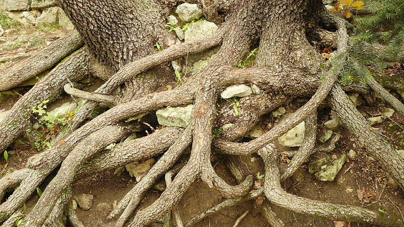 File:Knotted roots.JPG