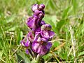 Anacamptis morio Germany - Ittersbach