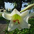 埋立地にやって来たタカサゴユリの花。 Flower of "Takasago-Yuri" (Lilium formosanum, Taiwan Lily).