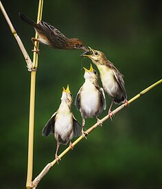 Zitting cisticola feeding its chicks