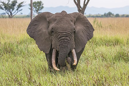 African bush elephant (1 of 2) Loxodonta africana