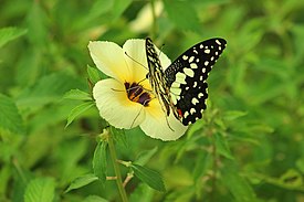 Kupu-kupu jeruk (Papilio demoleus)