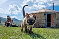 * Nomination Siamese cat of shepherds in the Altai Mountains --AirshipJungleman29 16:42, 22 October 2024 (UTC) * Decline  Oppose Nice animal, but DOF a bit too low IMO --Robert Flogaus-Faust 17:42, 26 October 2024 (UTC)