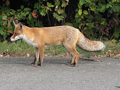 (Vulpes vulpes crucigera)