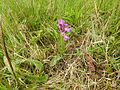 Anacamptis morio Germany - Ittersbach