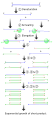 Diagram of first four PCR cycles.