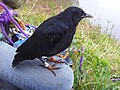 Baguage d'un poussin de crave à bec rouge (Pyrrhocorax pyrrhocorax), Goulien