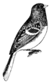 Junco hyemalis aikeni