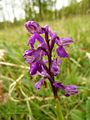 Anacamptis morio Germany - Moosalbtal (bei Ettlingen)