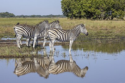 Plains zebras Equus quagga