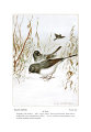 Junco hyemalis (common: Junco) Plate XLVIII in: Bird-Life, Teachers Manual, 1899