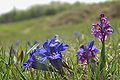 Anacamptis morio habitat Germany - Augsburg Lechtalheiden