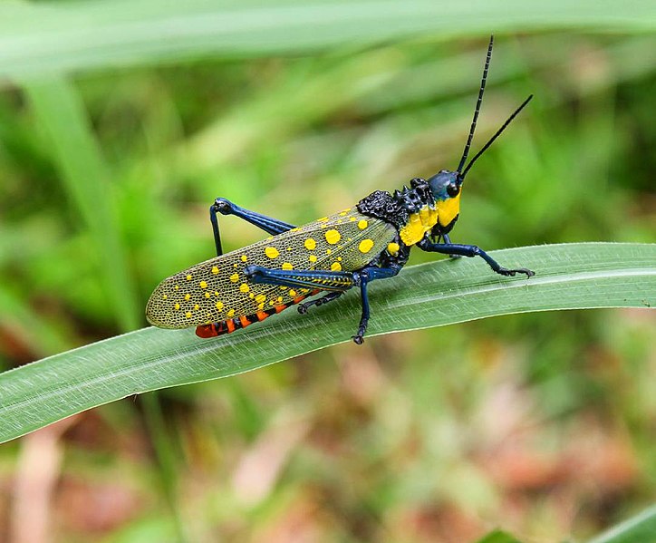 File:DEVIL LOCUST.jpg