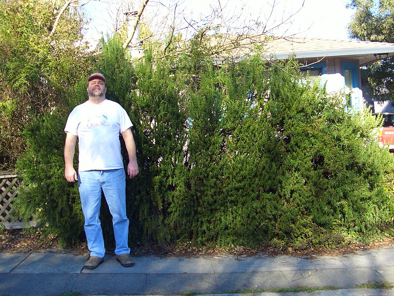 File:Large rosemary bush.jpg