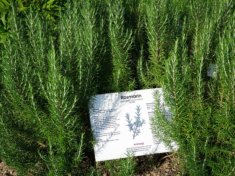 File:Rosmarin, Rosmarinus officinales.jpg