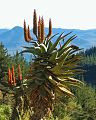 Aloe ferox in habitat.