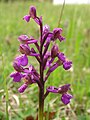 Anacamptis morio Austria - St. Bartholomä