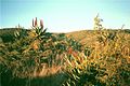 Aloe ferox in habitat.