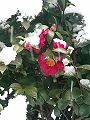 サザンカ Camellia sasanqua covered snow