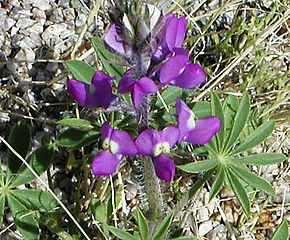 Lupinus arizonicus (Arizona Lupin)