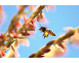 Bee Happy Time