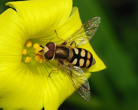 Hoverfly