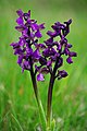 Anacamptis morio Romania