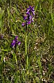  Anacamptis morio France - Fronton