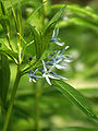 Amsonia sp.